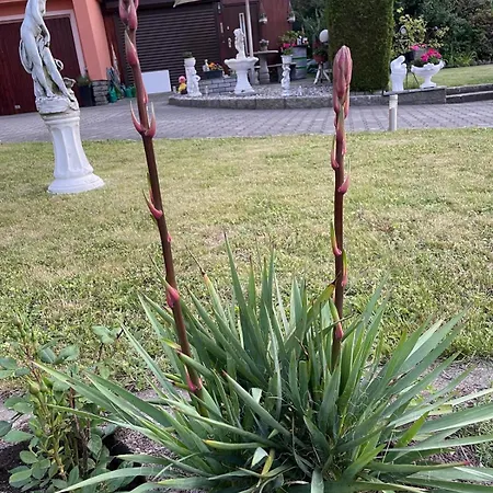 Ilsenhof Апартаменты *