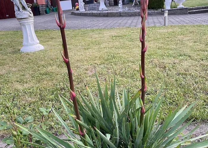 Ilsenhof Appartement *